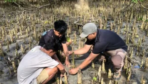 mangrove
