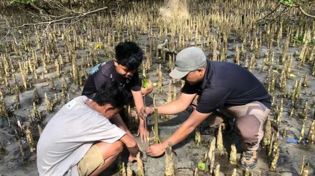 mangrove