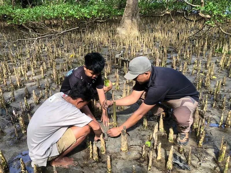 mangrove